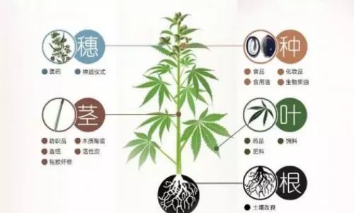 紡織面料中抗菌效果好的竟然是它